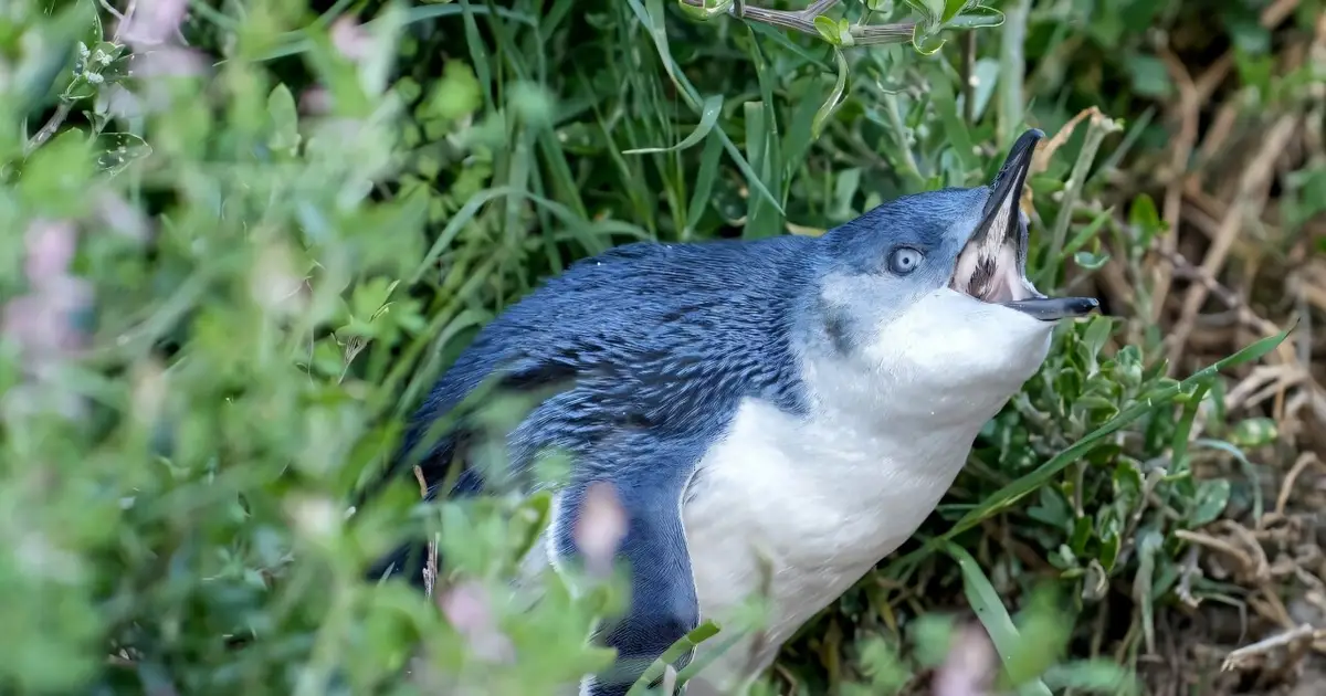 Australia races to shield little penguins from H5N1 bird flu