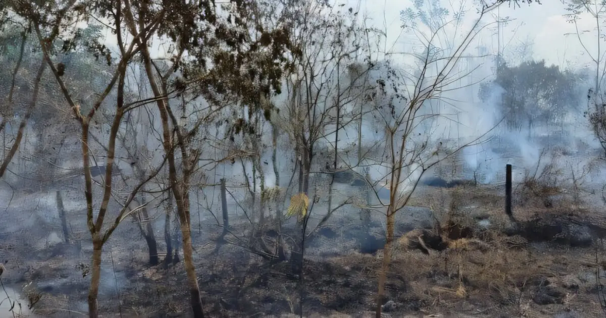 Longer droughts and changes in rainfall are already occurring in the Amazon, research finds