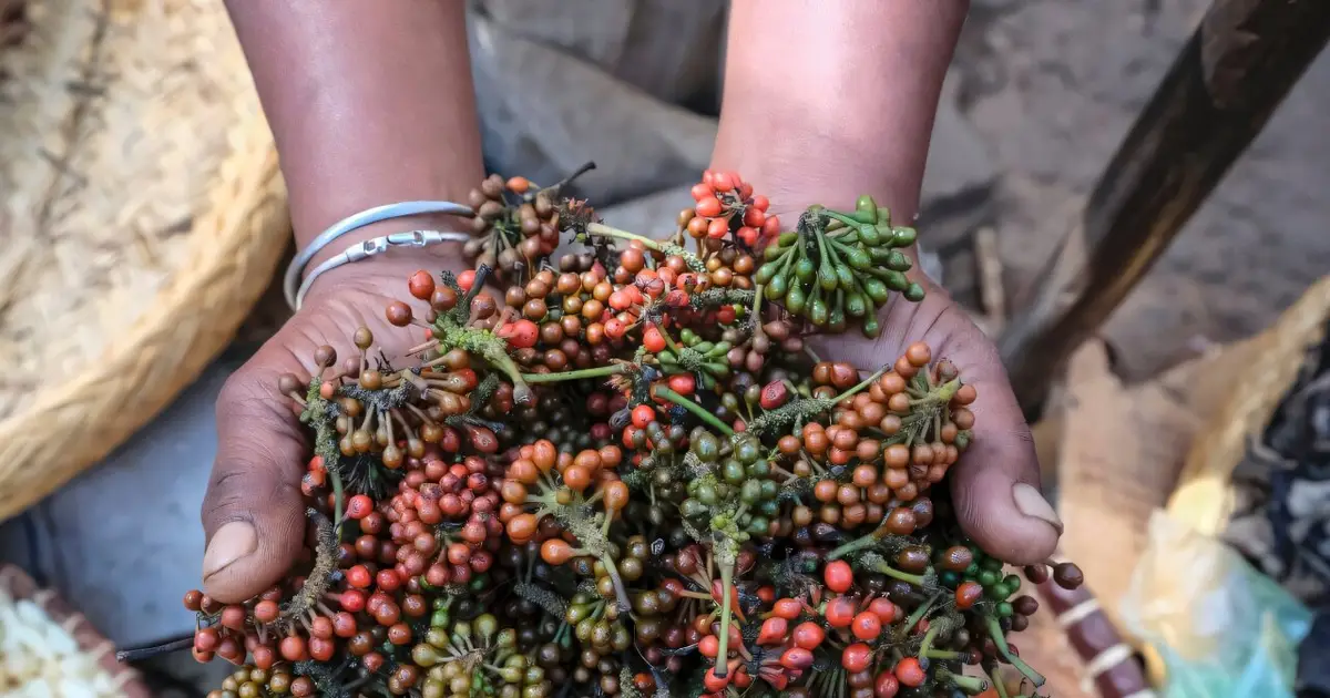 Prized wild pepper at risk in Madagascar's shrinking forests
