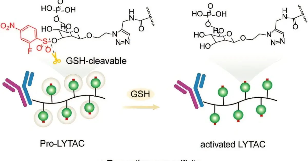 'Locked' cancer therapeutic activates in tumors, limiting off-target exposure in mice