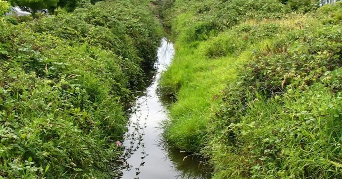Many cities buried urban streams. Here's how to bring them back