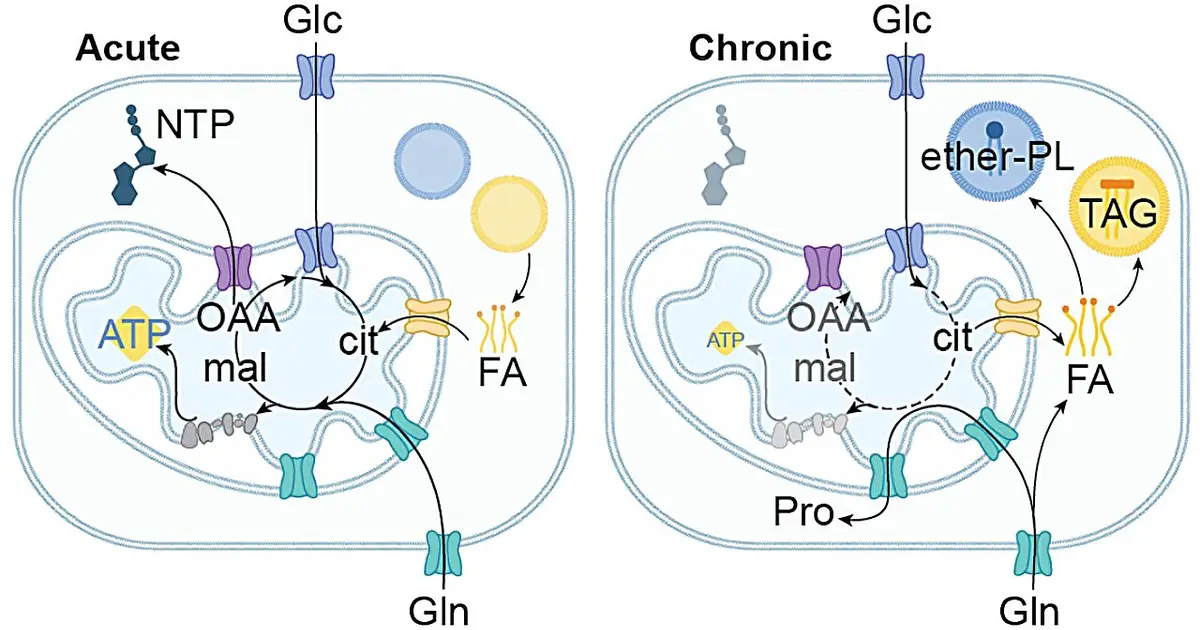 Mapping how metabolism rewires protein function in cancer