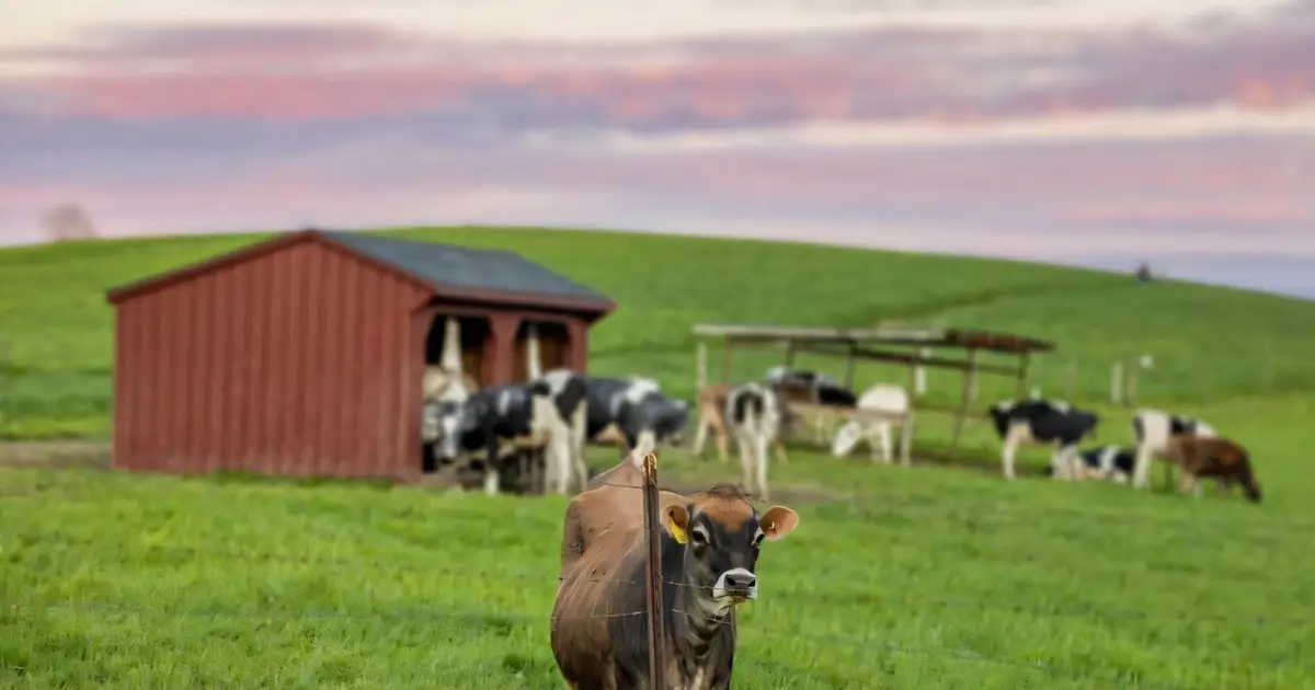 Measuring milk's carbon footprint