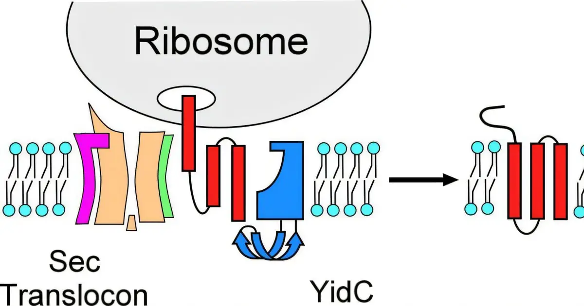 How proteins are inserted into cell membranes