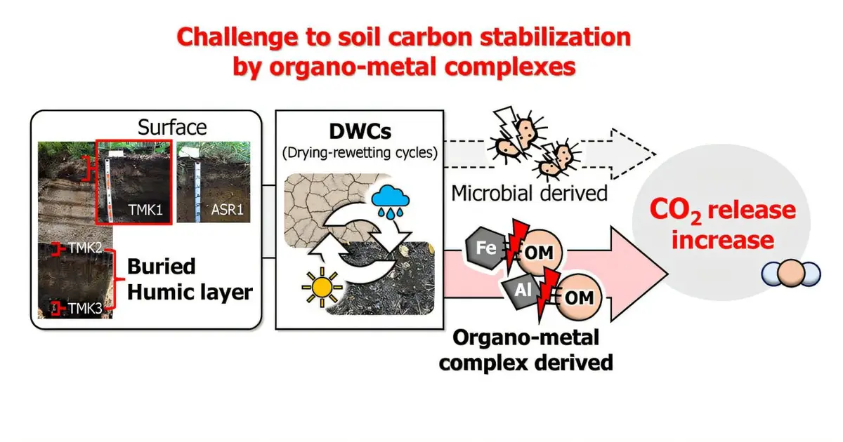 Metal-organic interactions identified as a key factor in carbon cycling, improving predictions under climate change