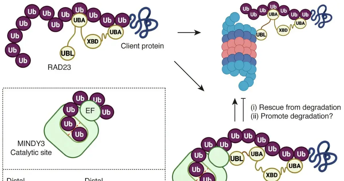 MINDY3: A hub between protein quality control and DNA repair