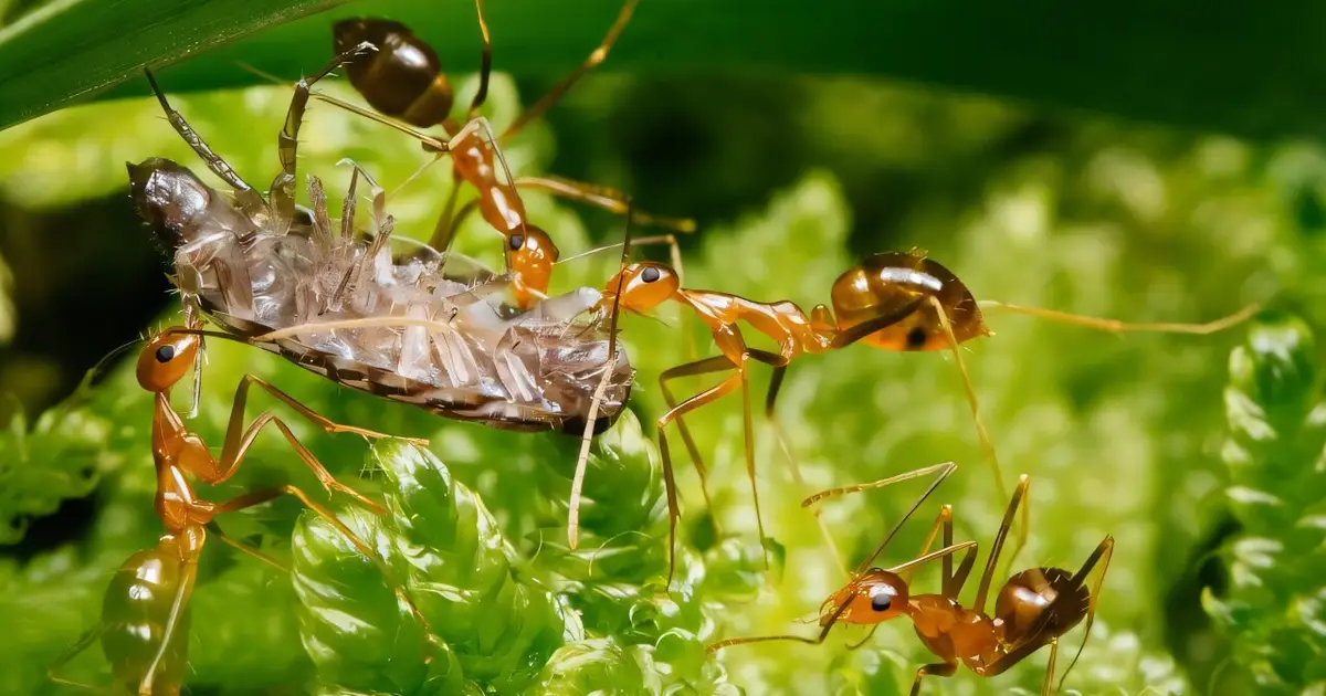Invasive little fire ants prefer cooked beef, seeds over tuna
