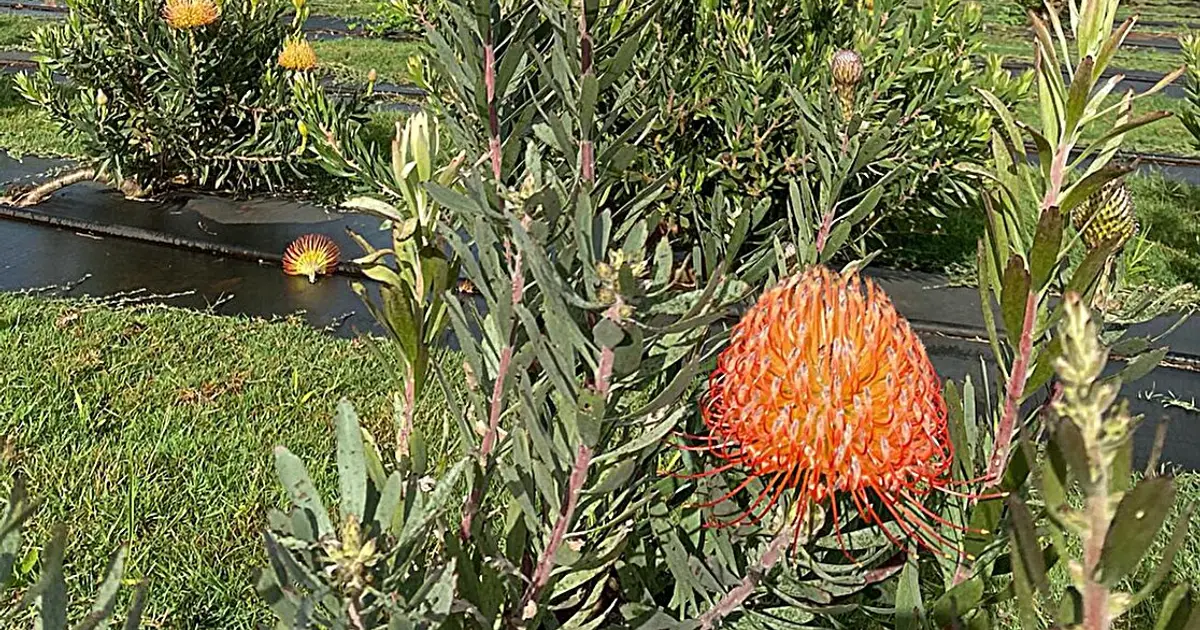 New tropical protea flowers expand floriculture opportunities across Hawaiʻi