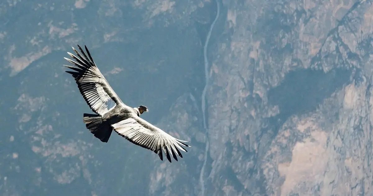 How flying together helps Andean condors save energy