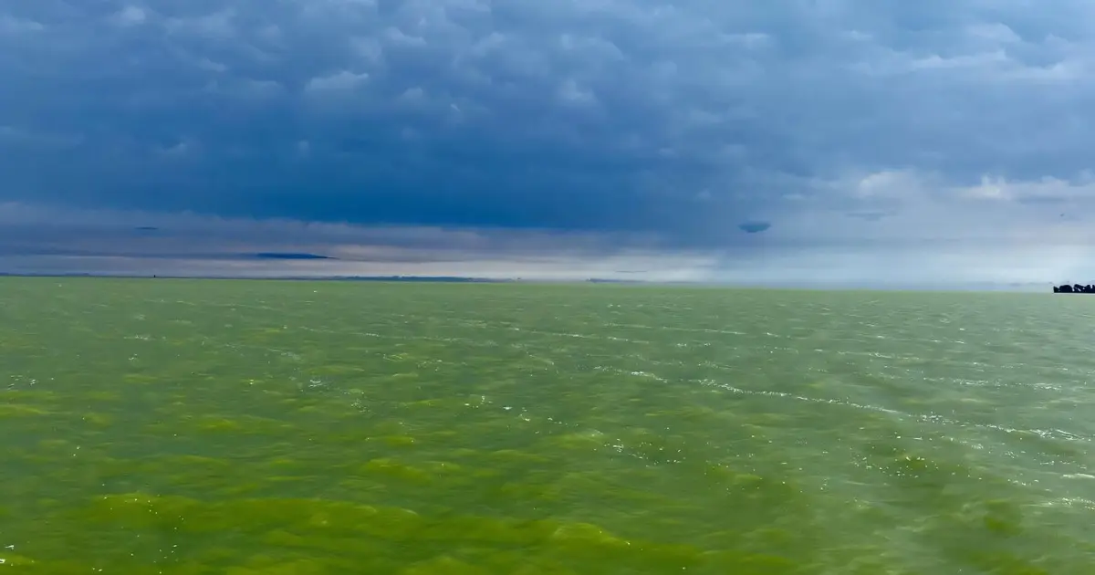 Moderate harmful algal bloom predicted for western Lake Erie. Could impact coastal recreation by mid-July
