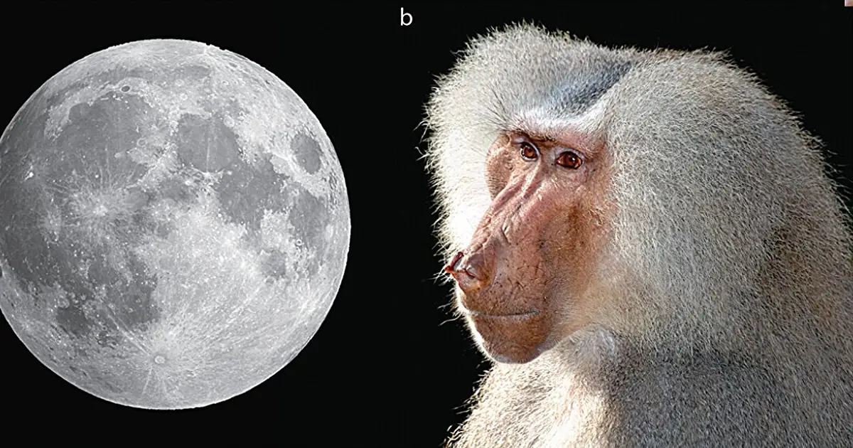 Moonlight-like fur and feathers may explain Egyptian god Thoth's two animal forms