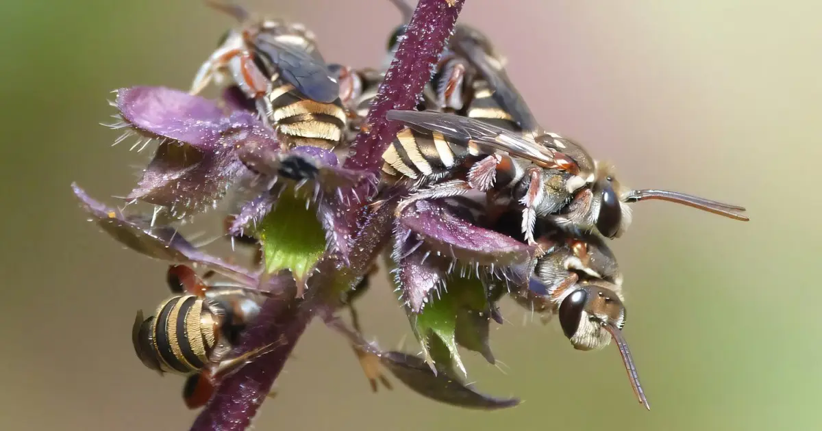 Most bees are solitary and don't live in hives: How climate change risks them starving