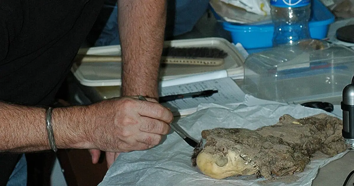 Mummified dogs reveal Tiwanaku people buried companions beside homes long before they became status symbols