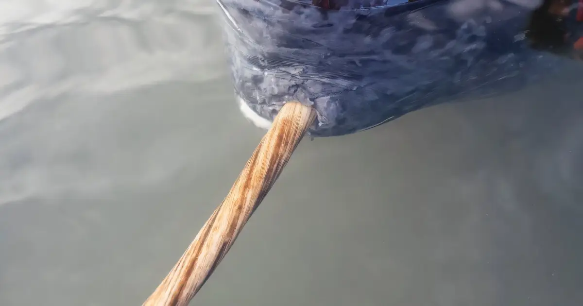 Scientists discover how narwhals grow nature's only straight tusk