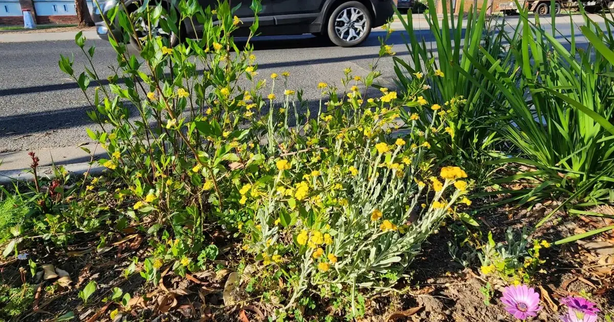 Nature-strip gardens are a paradise for pollinators in your street
