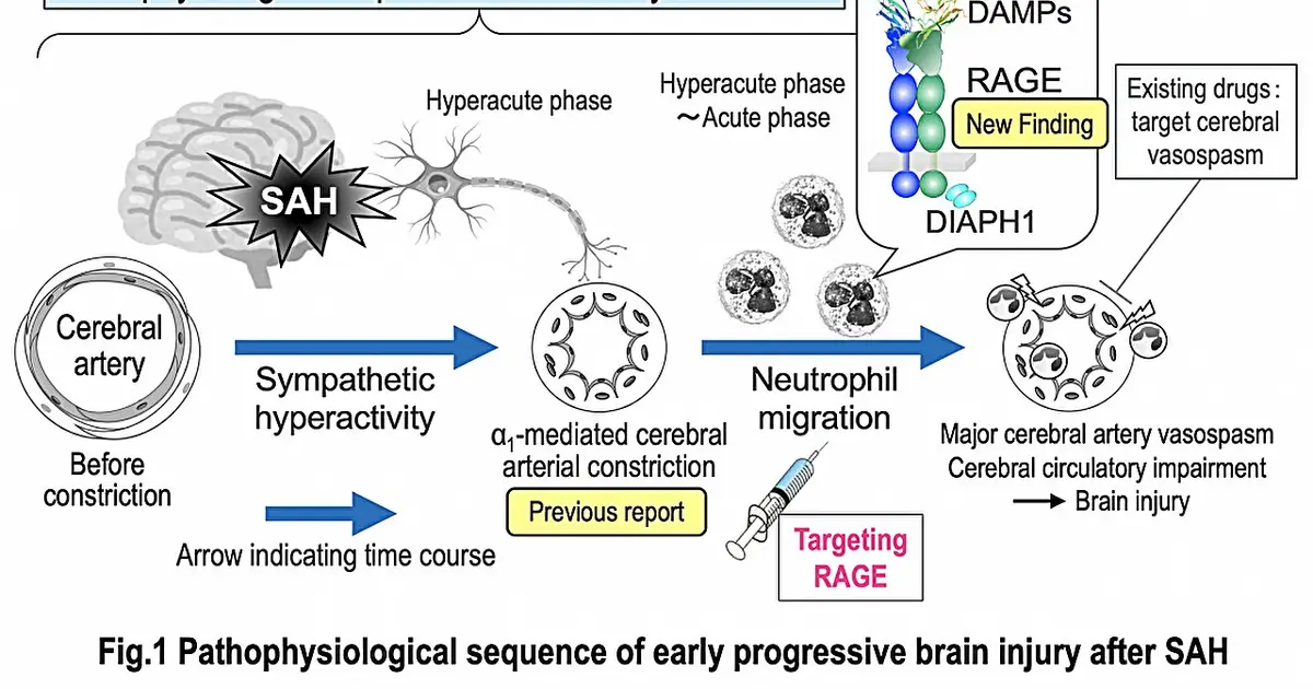 Neutrophil RAGE drives early cerebrovascular injury after subarachnoid hemorrhage