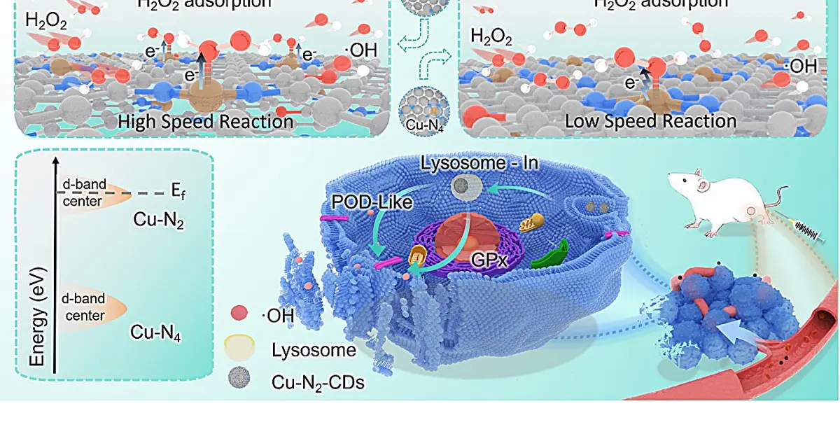 New copper nanozyme shows powerful tumor suppression with high precision