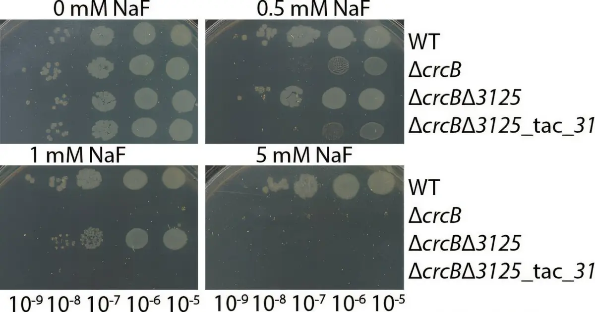 A backup fluoride defense in soil bacteria could aid greener chemical production