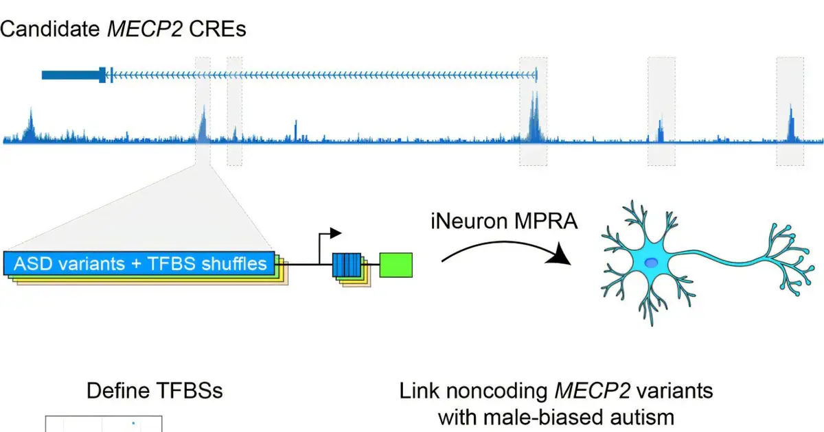 New genetic candidates help explain why autism affects males more often than females