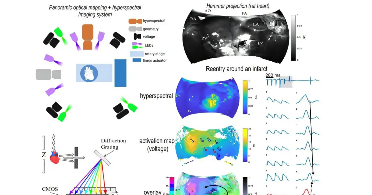 New imaging technique reveals how scar tissue disrupts the heartbeat