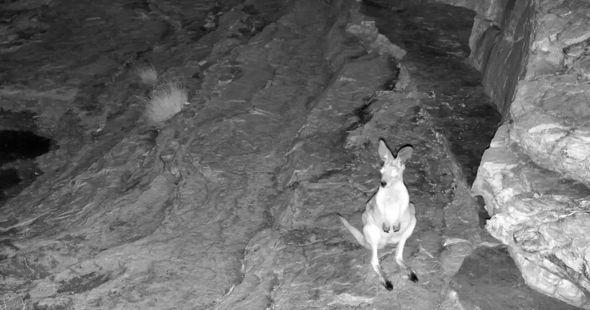 New livestream brings remote Australian arid zone waterhole to the world