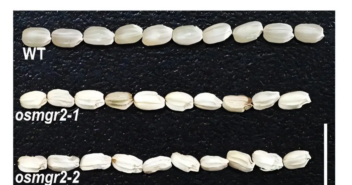 Magnesium transporter discovery could improve rice nutrition and taste