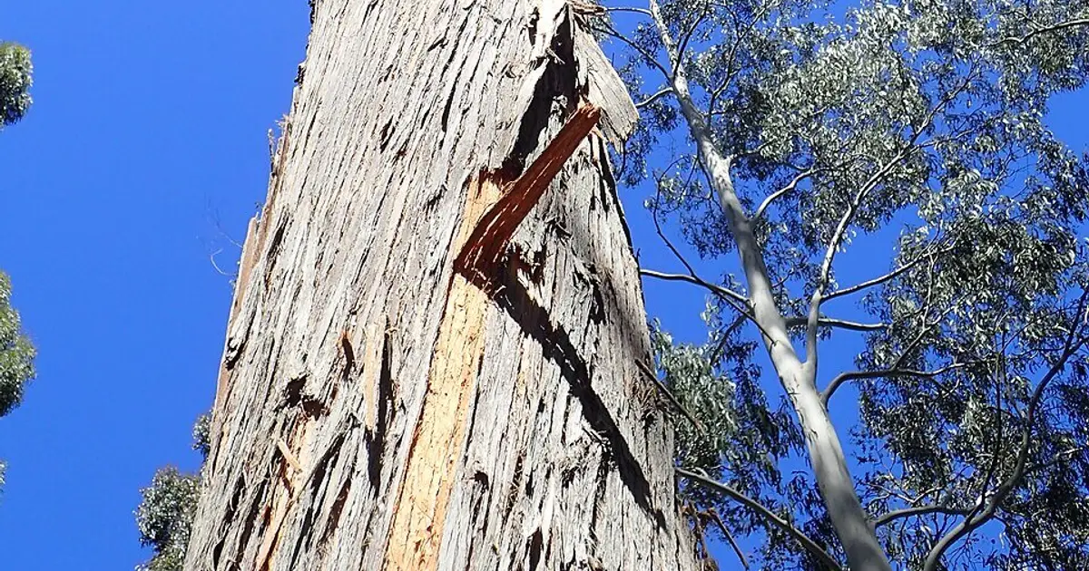 New modeling shows where to focus conservation efforts for Australia's endangered alpine ash