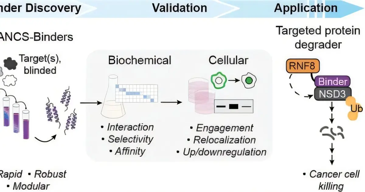 Custom protein binders zero in on near-identical disease targets with unprecedented selectivity