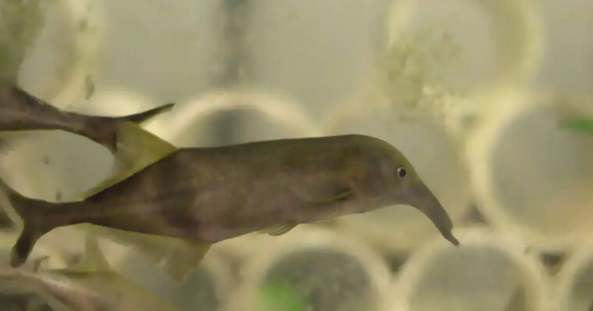 Brains update sensory predictions through single timing hub, electric fish study finds