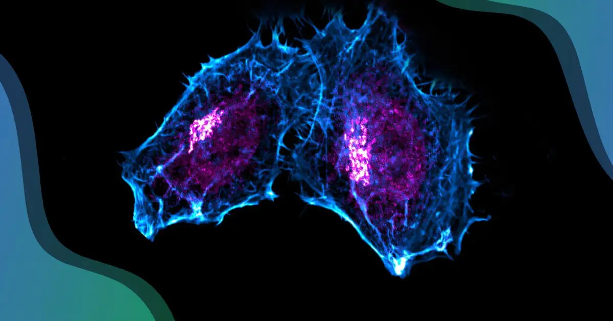 New research shows the Golgi complex is involved in DNA repair control