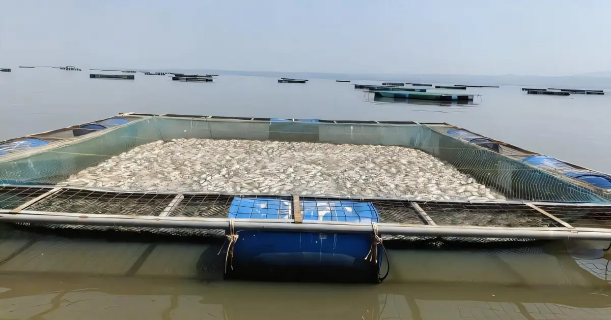 New sensors capture warning signs before fish deaths in Lake Victoria