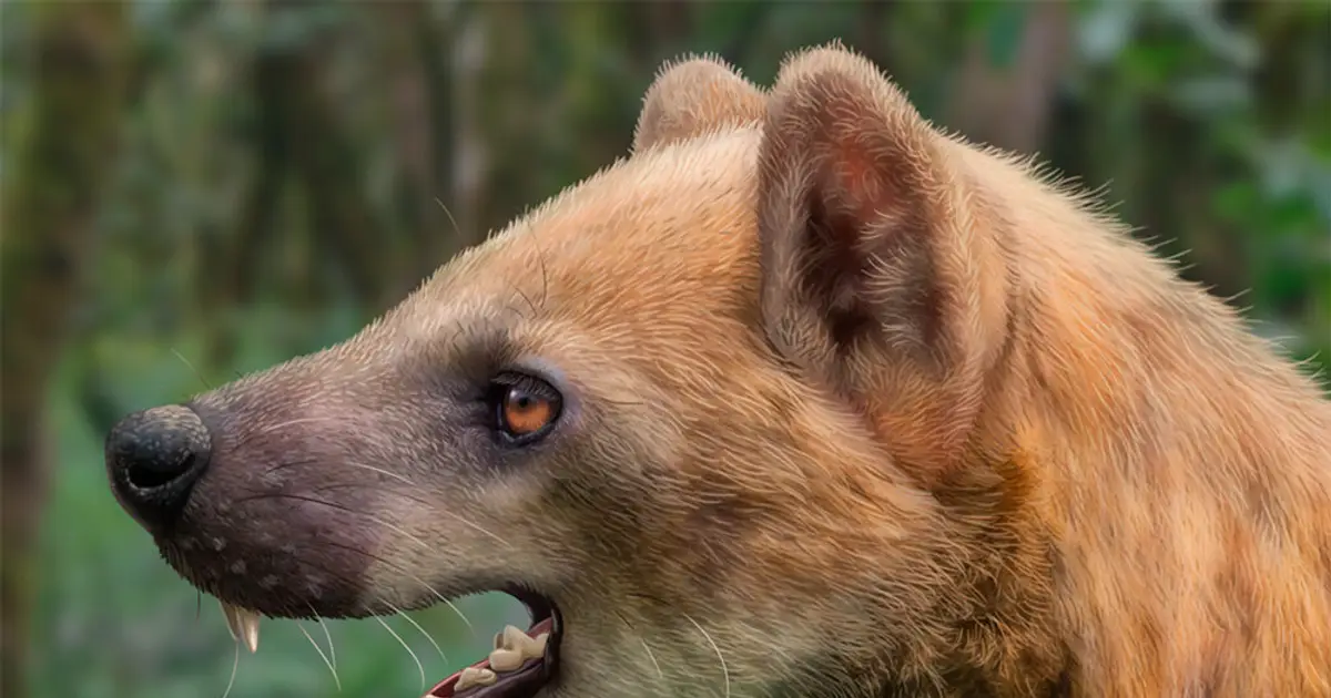 New species of Middle Miocene bear-dog described in tribute to Salvador Moyà-Solà
