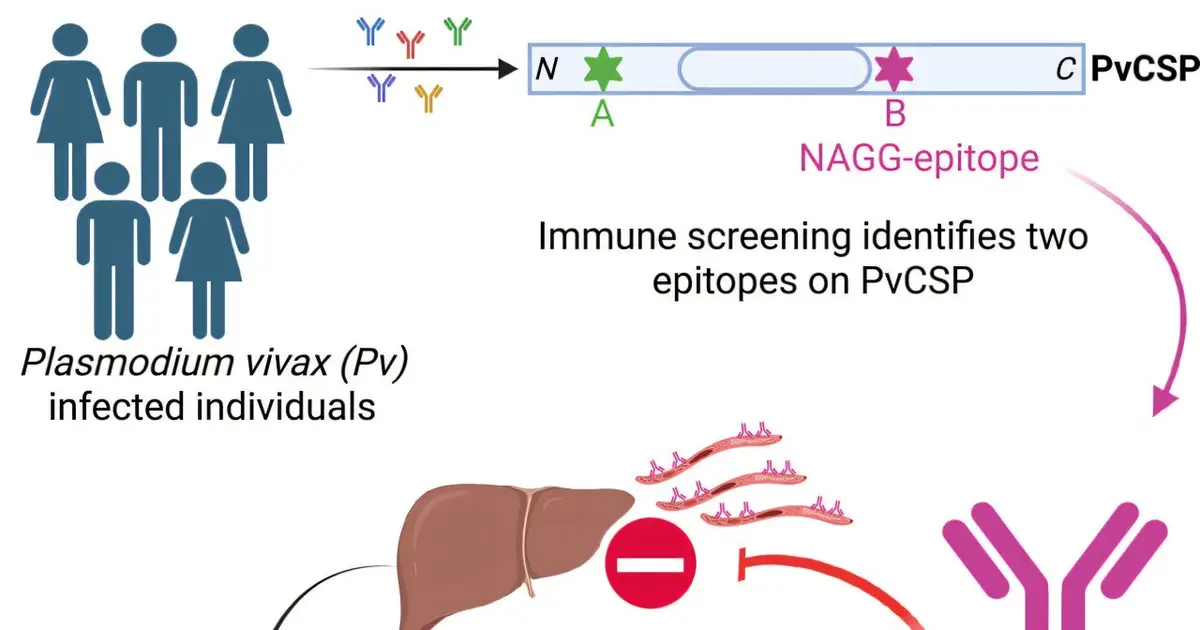 Malaria parasite can reawaken after years: New vaccine target may block liver infection