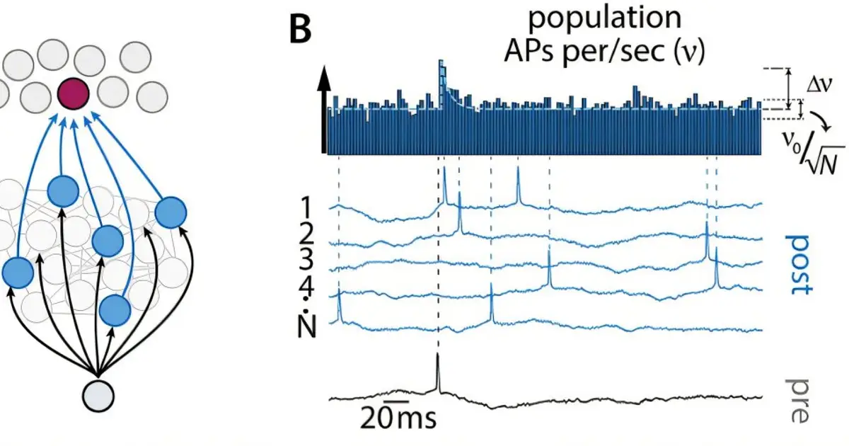 New study reveals how the brain detects the smallest sensory signals