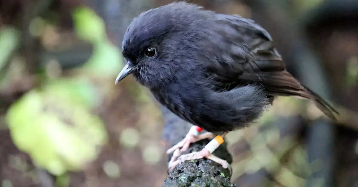 New Zealanders pick endangered black robin as Bird of the Year
