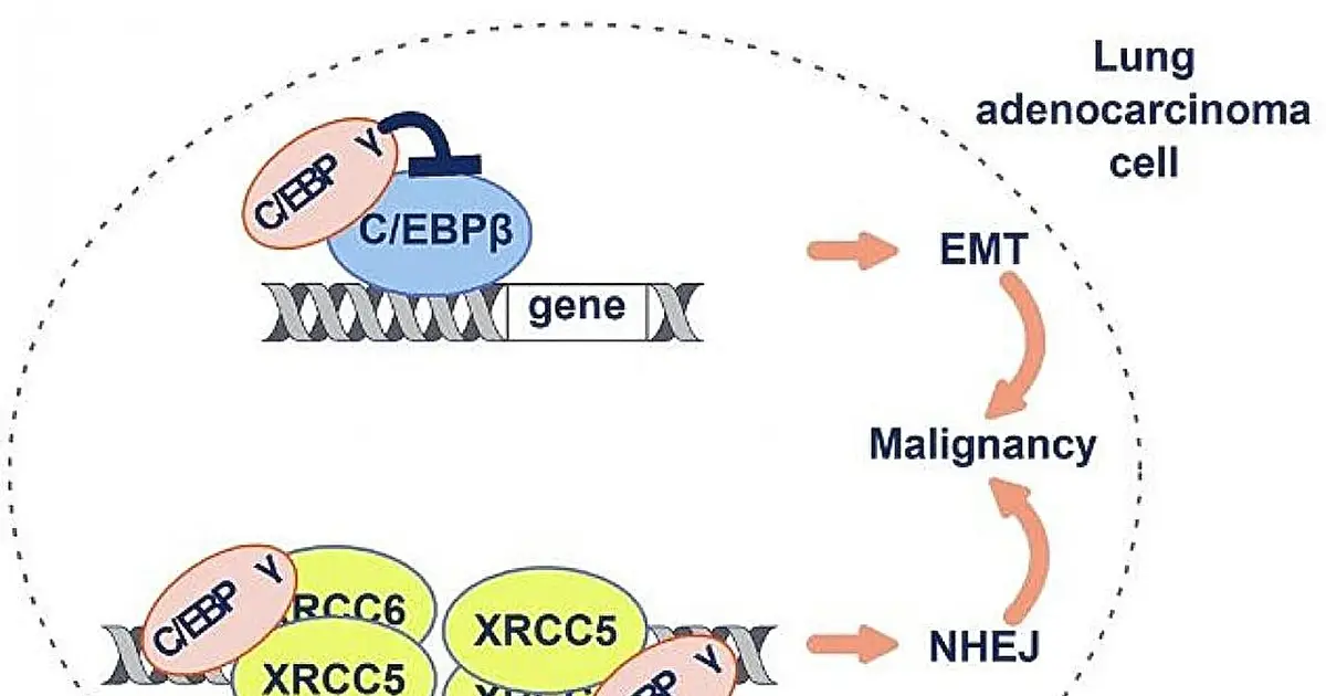 Newly identified C/EBPγ protein links cancer cell plasticity and DNA repair