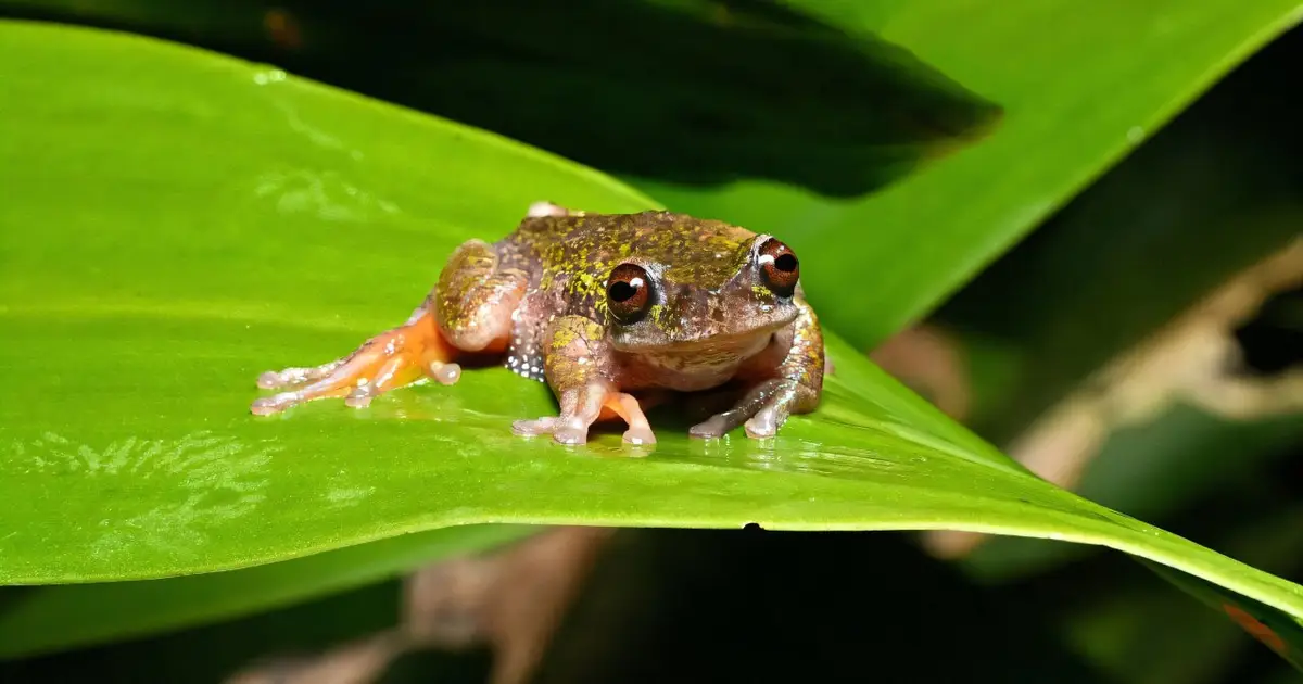 Nocturnal 'coffee frog' discovered in Costa Rica