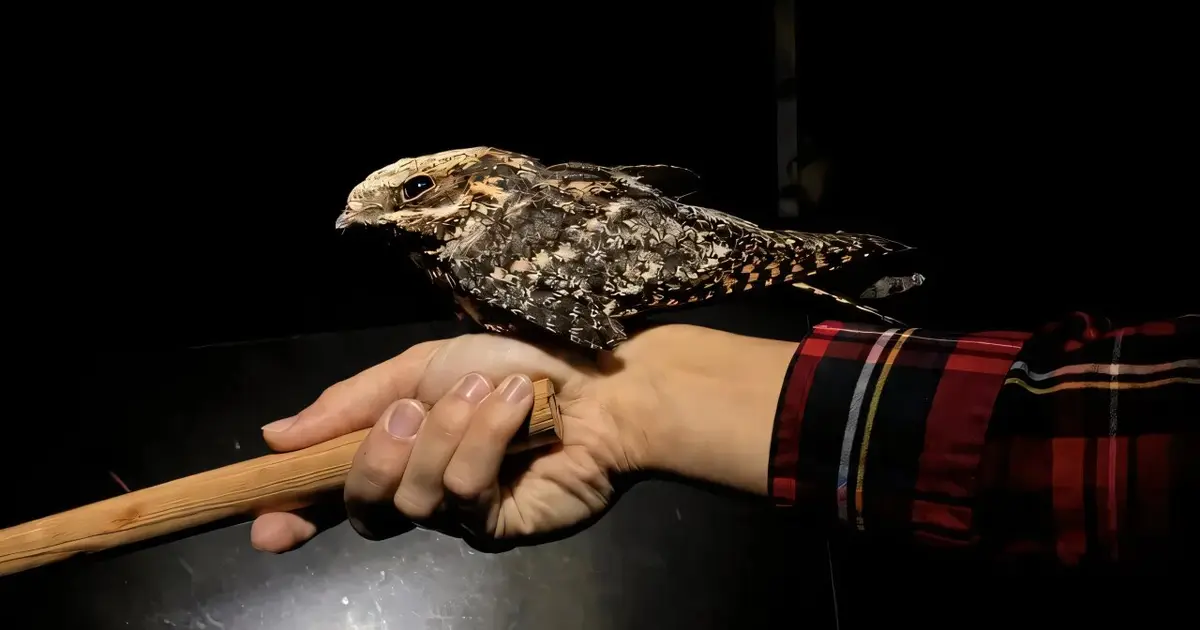 Nightjar wings reveal a trade-off between hunting slowly and traveling far