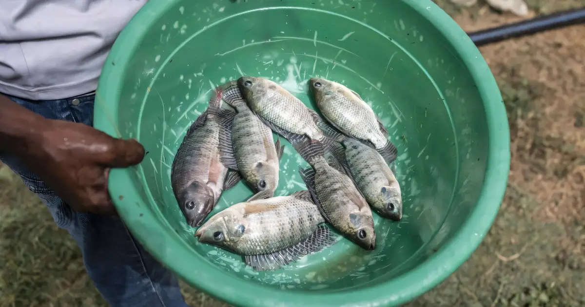 Just add fish: Scientists pursue more rice, less disease in Senegal paddies