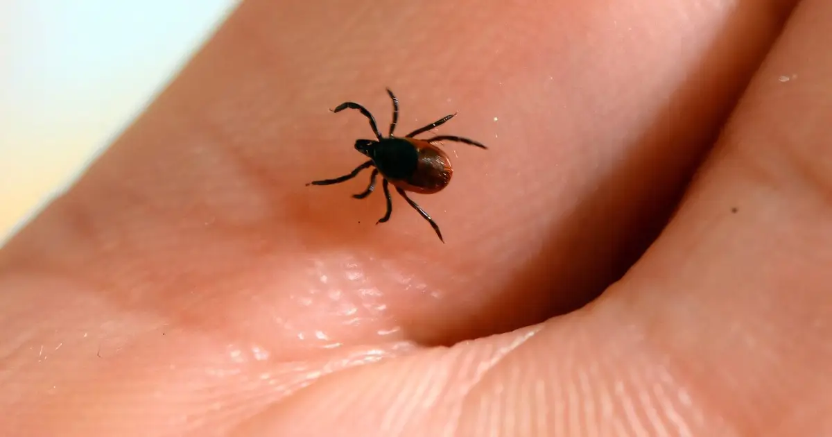 EU to study potential vaccine for Lyme disease: Companies