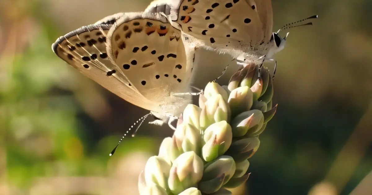 Non-native diet makes Fischer's Blue butterflies less attractive to mates, influencing reproduction