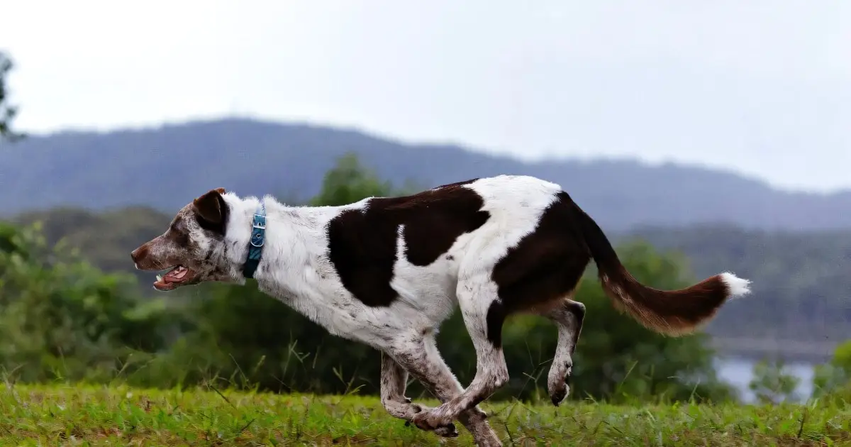 Paw-fect candidate: Australia finds new koala rescue dog