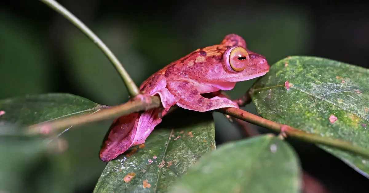 The painstaking task of cataloging the world's species