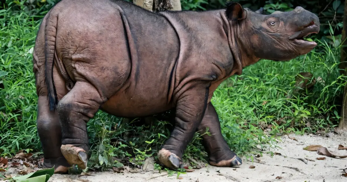 Indonesia to capture last-known wild Bornean rhino for IVF