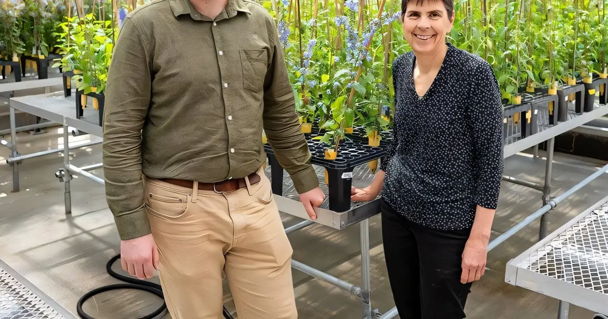 Old plant populations offer new clues to climate resilience