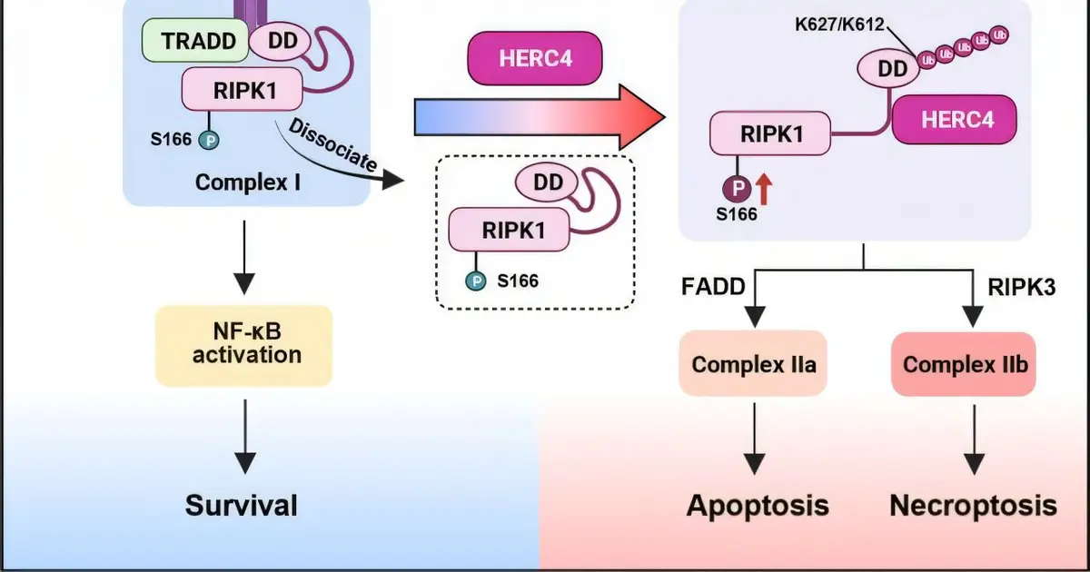 A missing piece in the cell death and inflammation signaling pathway puzzle has been revealed