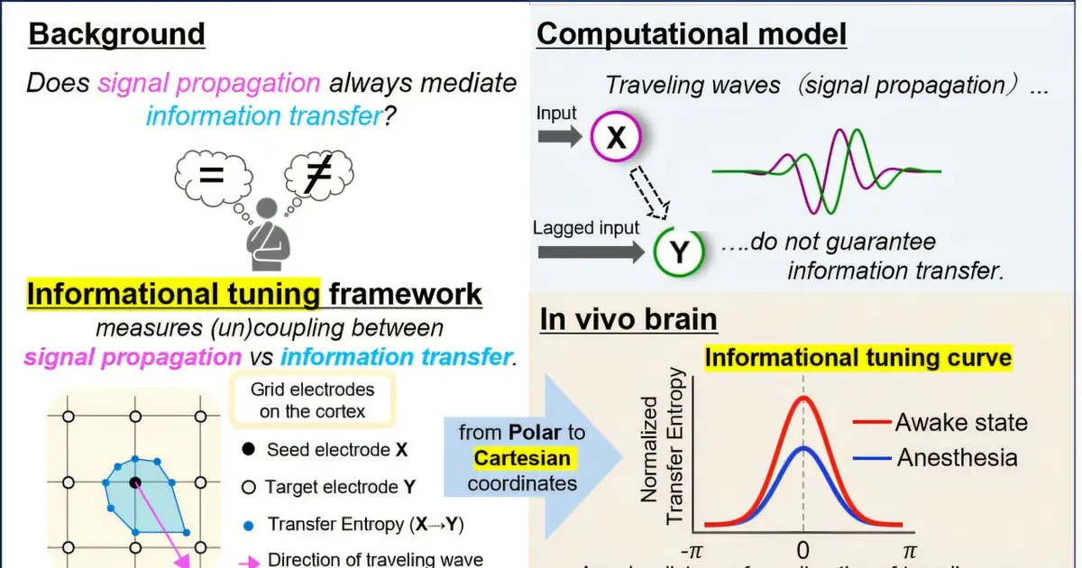 Traveling waves in rat brains give hints about information transfer in consciousness