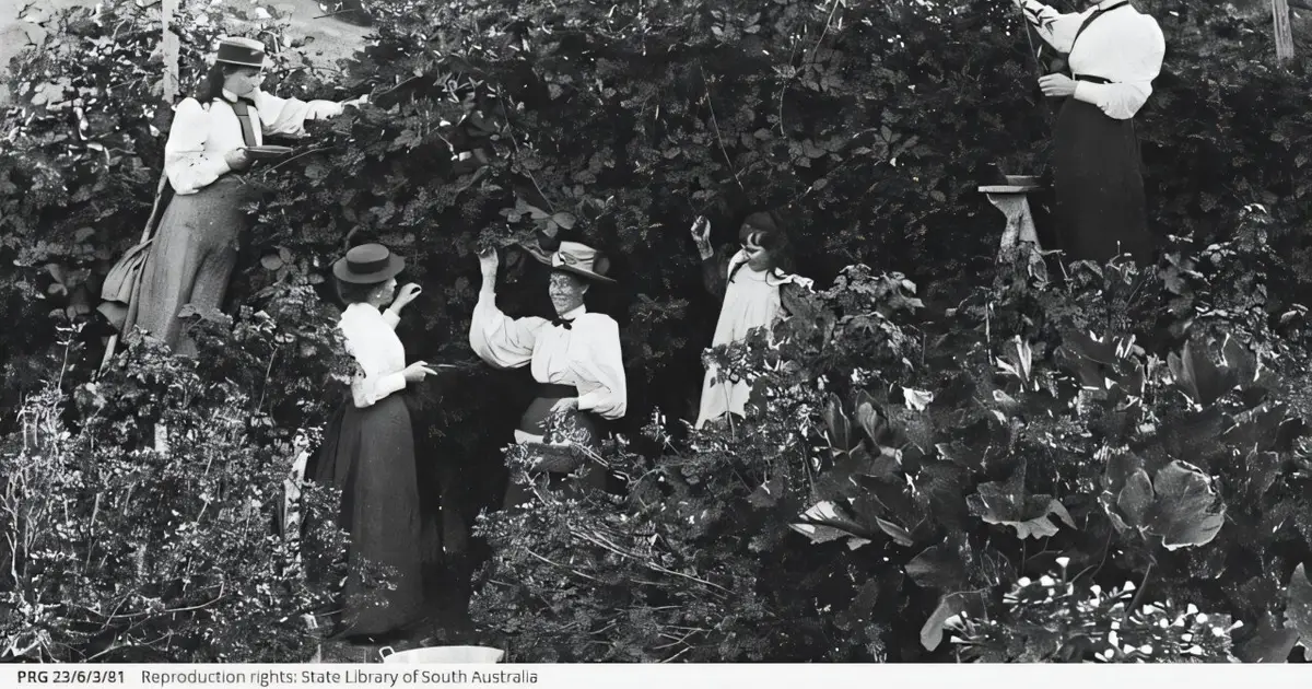 Illegal fungus release reveals tangled history of Australia's decadeslong battle with blackberry
