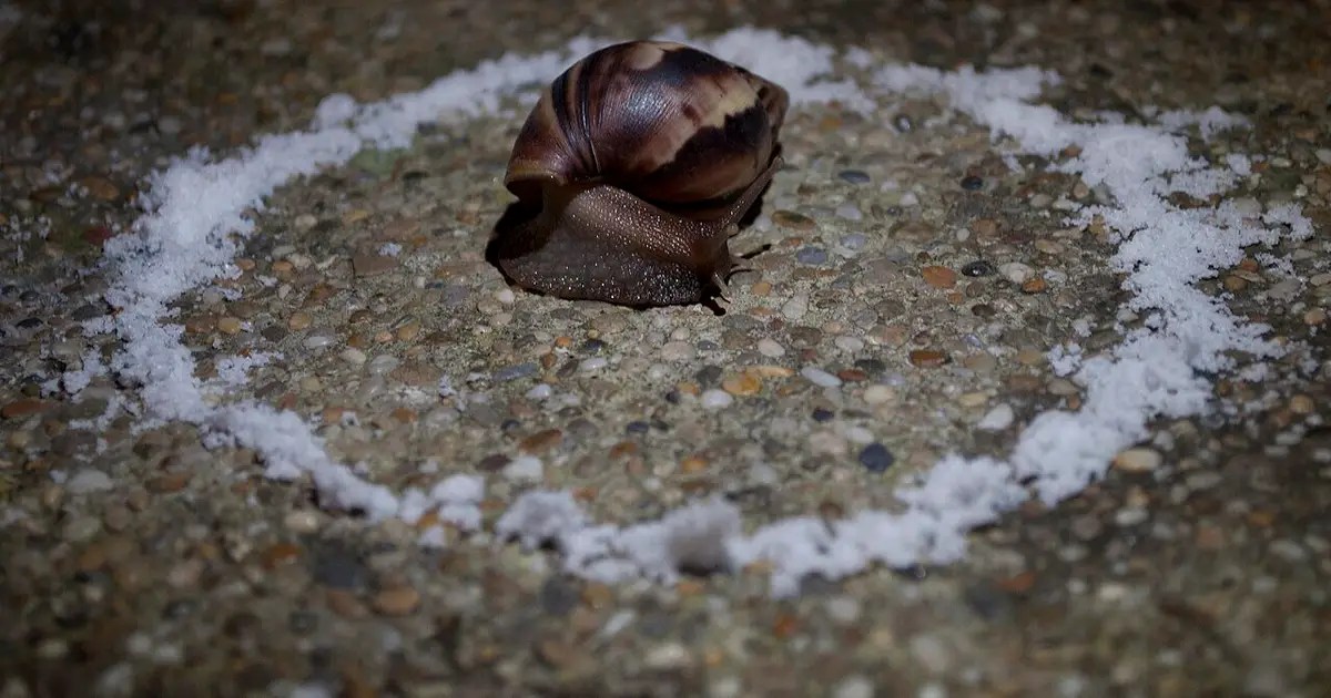 Over the past 15 years, Brazil has seen a more than 200% increase in non-native mollusk species