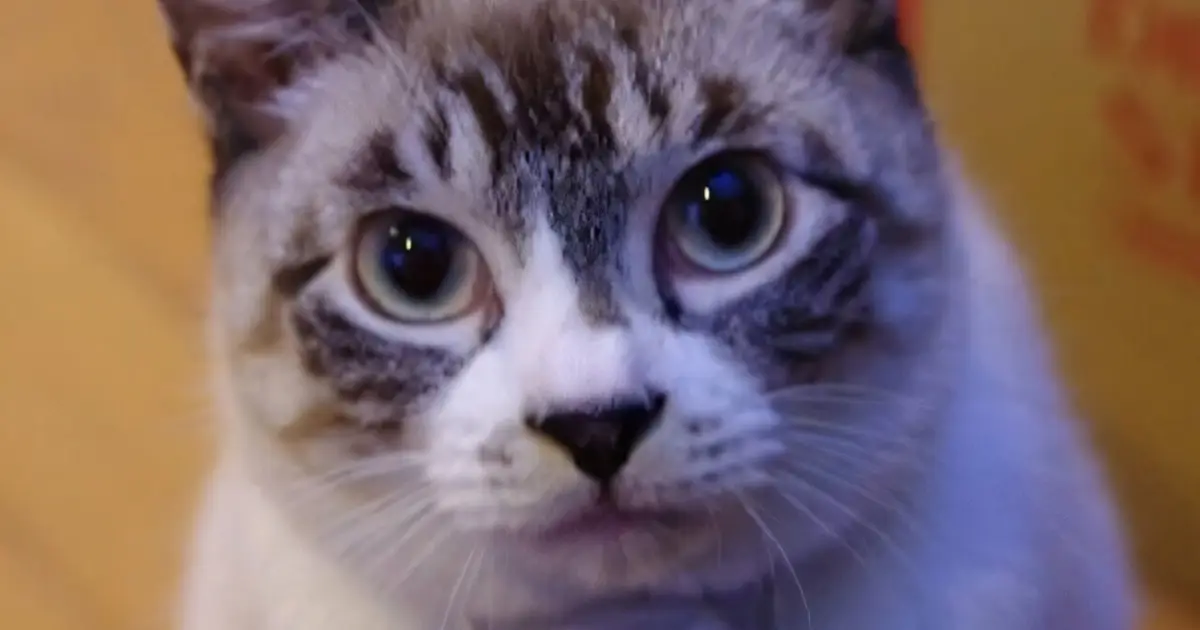 Owners who spend more time close to their cats tend to have more positive moods